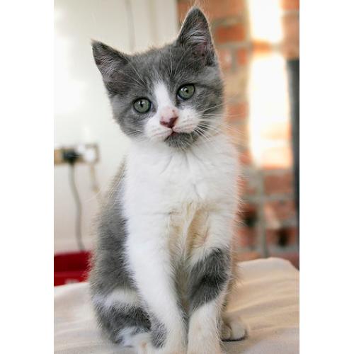 Britse korthaar kittens met stamboom