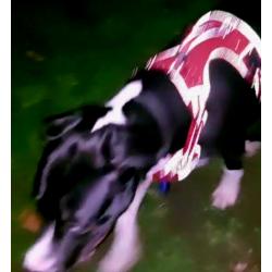spoed pitbull xxl dogo argentino huisje gezocht pup 7 maanden