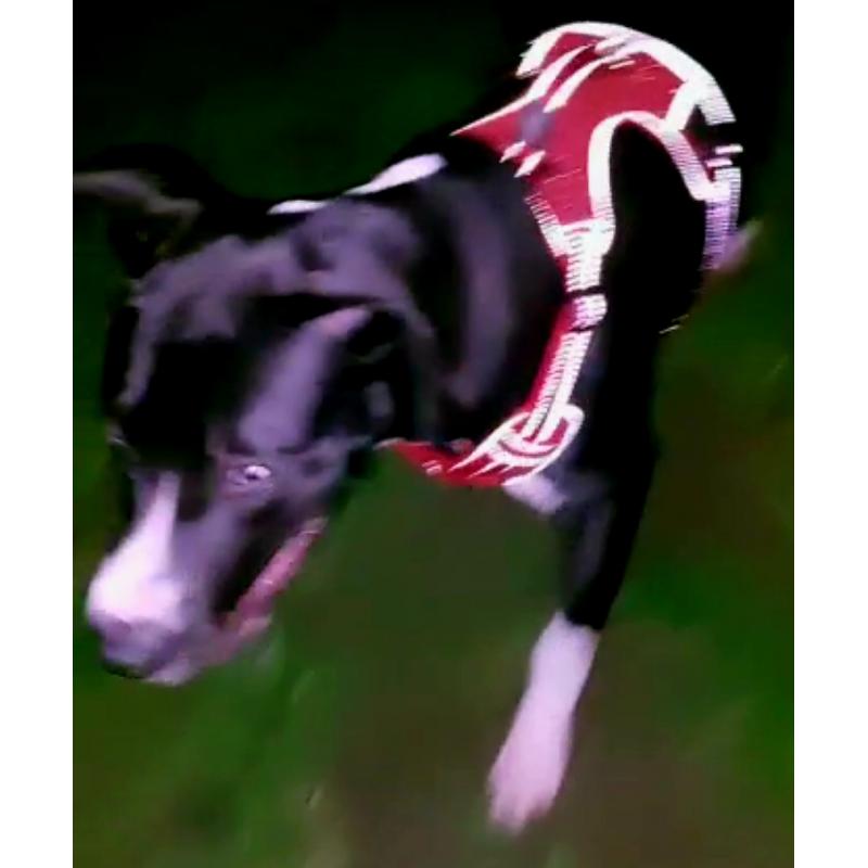 spoed pitbull xxl dogo argentino huisje gezocht pup 7 maanden
