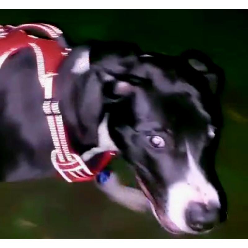 spoed pitbull xxl dogo argentino huisje gezocht pup 7 maanden