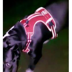 spoed pitbull xxl dogo argentino huisje gezocht pup 7 maanden