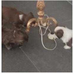 Te Koop - Shi Tzu pups