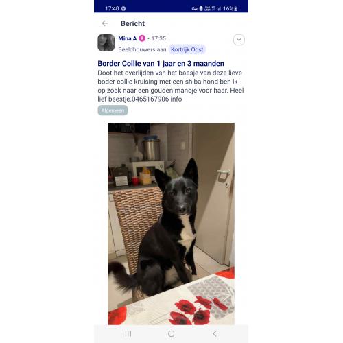 Hond border Collie van 1 jaar
