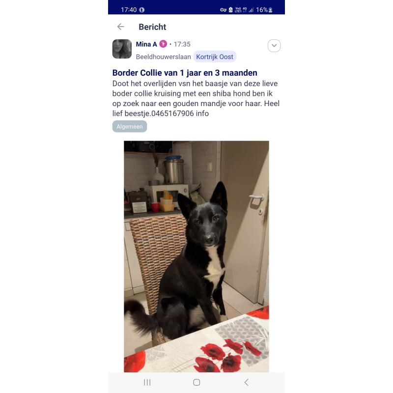 Hond border Collie van 1 jaar
