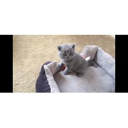 Britse korthaar kitten