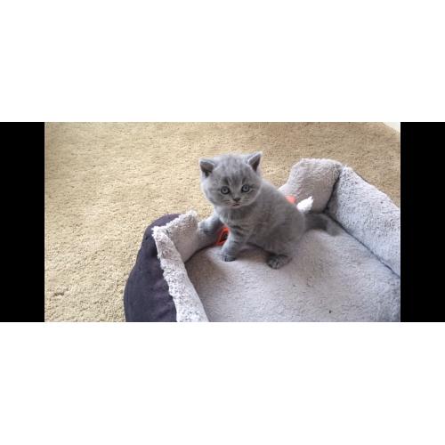 Britse korthaar kitten