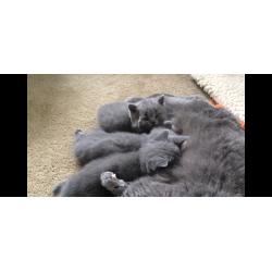 Britse korthaar kitten