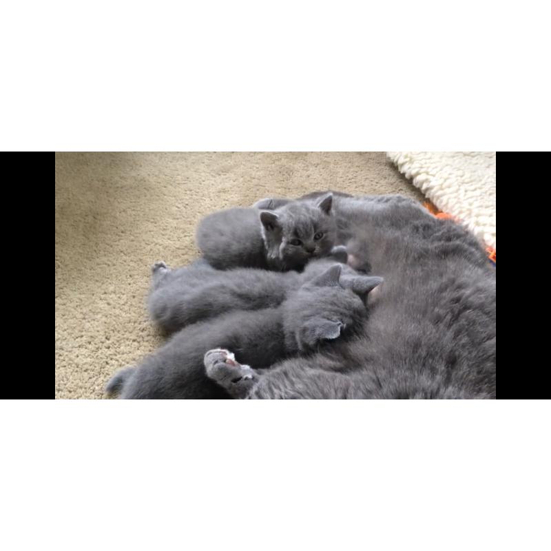 Britse korthaar kitten