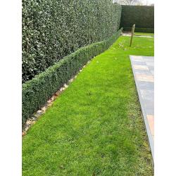Buxus haag - 45 meter - 55cm hoog - 15 cm breed (goed onderhouden)
