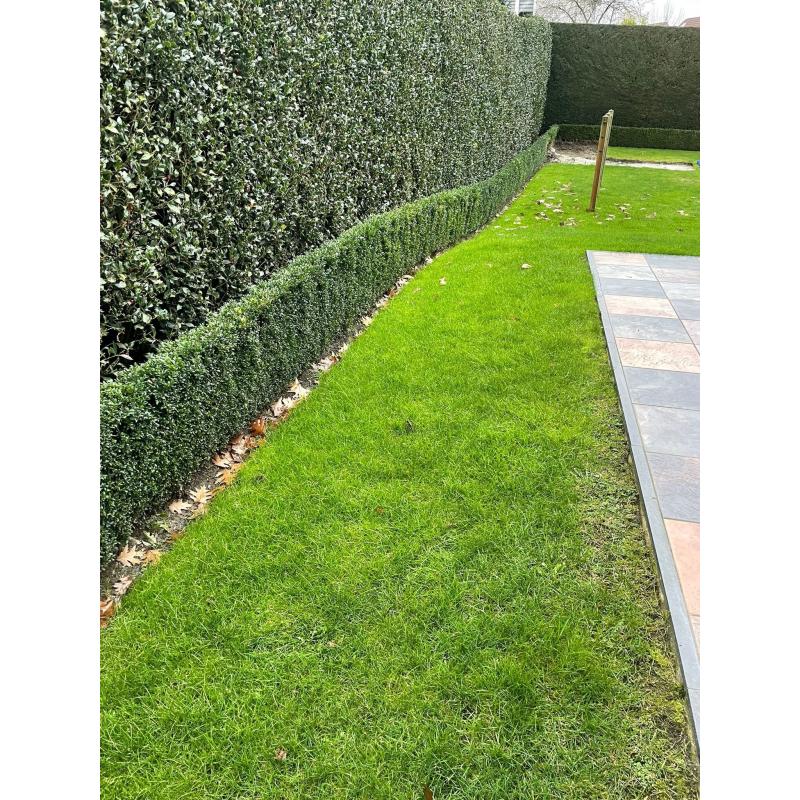 Buxus haag - 45 meter - 55cm hoog - 15 cm breed (goed onderhouden)