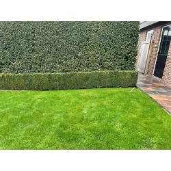 Buxus haag - 45 meter - 55cm hoog - 15 cm breed (goed onderhouden)