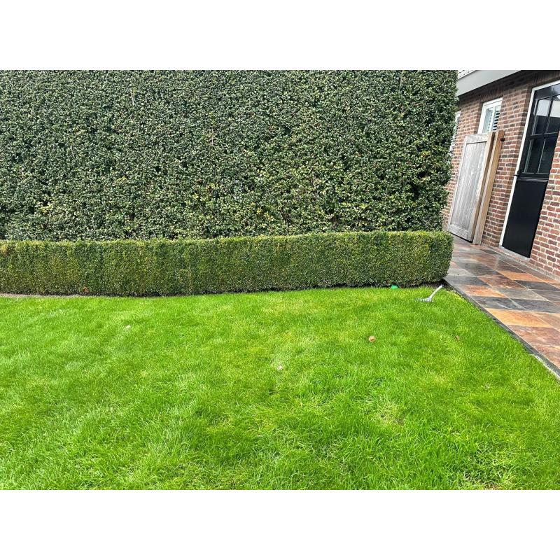 Buxus haag - 45 meter - 55cm hoog - 15 cm breed (goed onderhouden)
