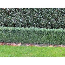 Buxus haag - 45 meter - 55cm hoog - 15 cm breed (goed onderhouden)