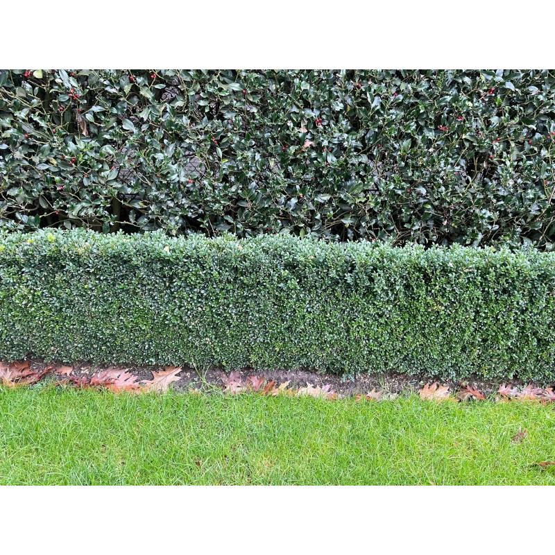 Buxus haag - 45 meter - 55cm hoog - 15 cm breed (goed onderhouden)