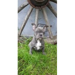 5 Blauw Franse Bulldog pups.