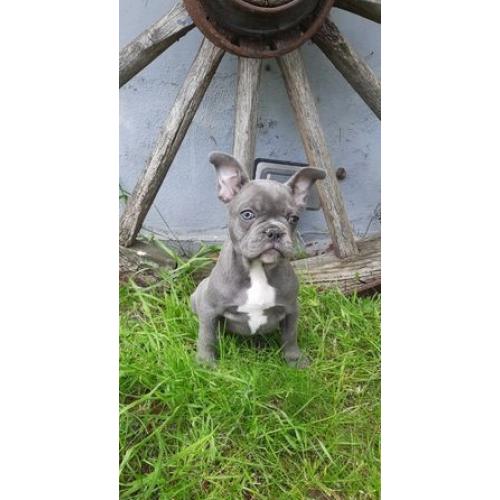 5 Blauw Franse Bulldog pups.