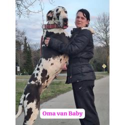 Duitse Doggen pups