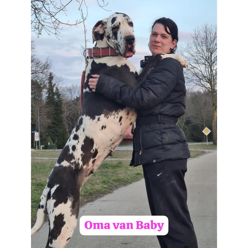 Duitse Doggen pups