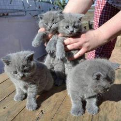 Britse Korthaar/Scottish Fold Blauw en Lilac kitten