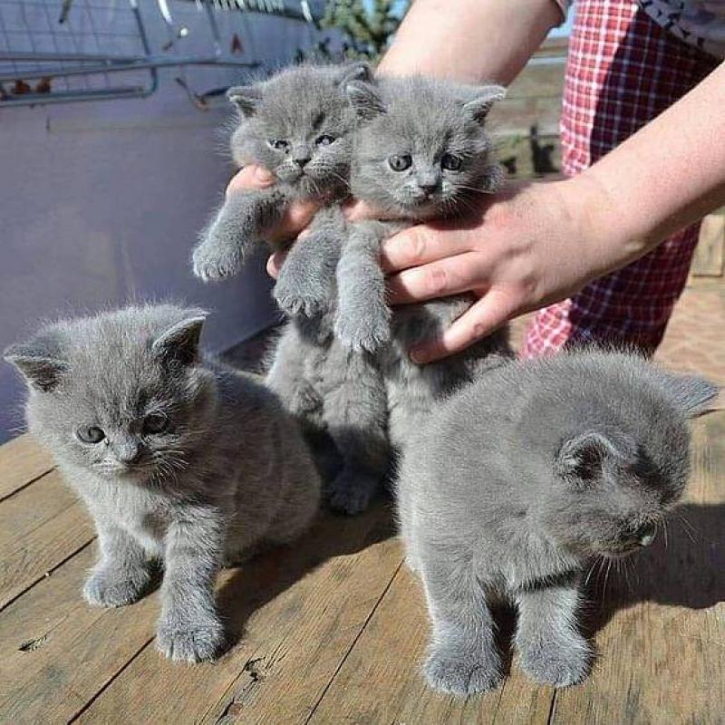 Britse Korthaar/Scottish Fold Blauw en Lilac kitten