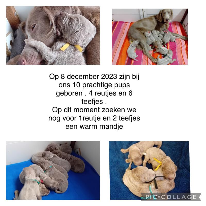 Prachtige Weimaraner Langhaar pups beschikbaar