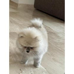 Pomeraien