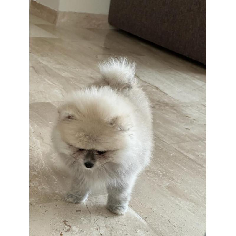 Pomeraien