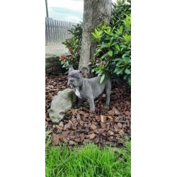 Super mooie Blauwe Franse Bulldog Pupjes.