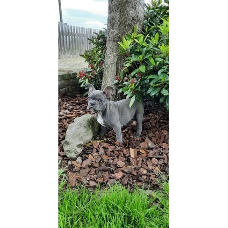 Super mooie Blauwe Franse Bulldog Pupjes.