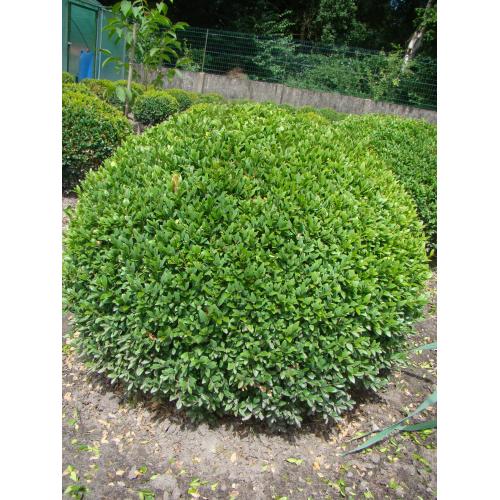Buxusbollen te koop: 50, 60 en 100 cm aan topkwaliteit!!!