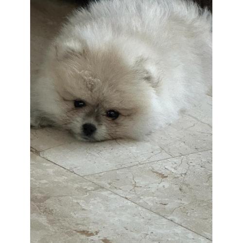Pomeraien