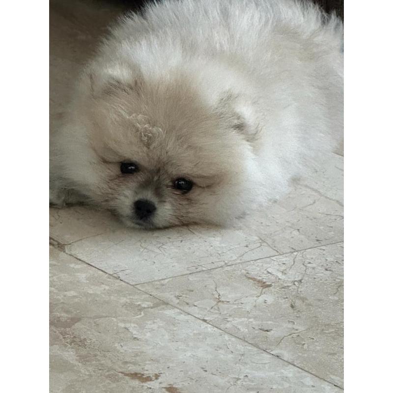 Pomeraien