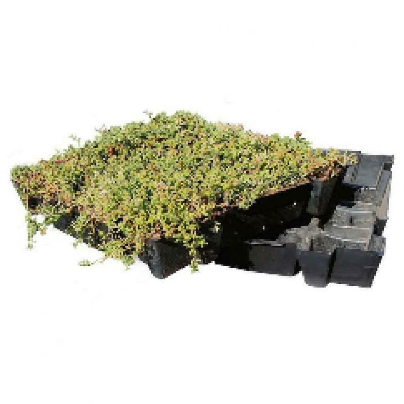 Sedumtray ECO voor groen dak / sedum dak