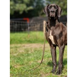 Duitse Doggen pups