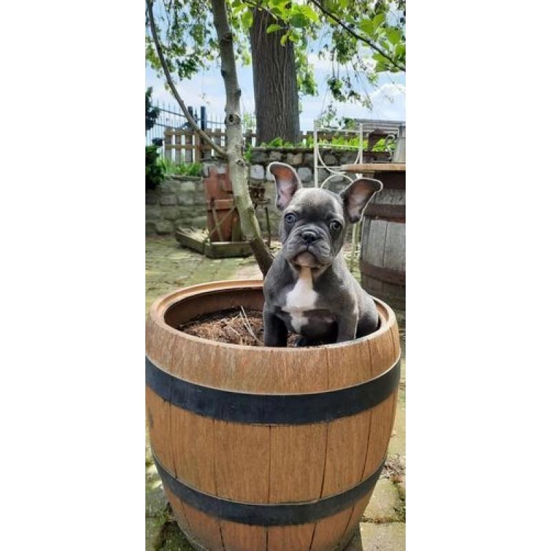 5 Blauw Franse Bulldog pups.