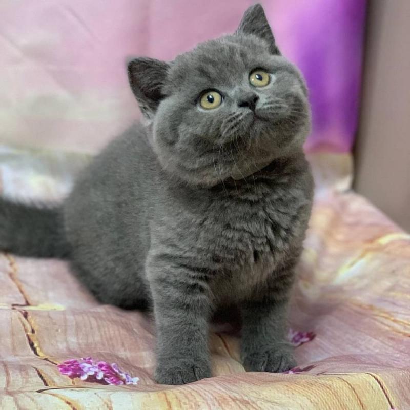 Britse Korthaar/Scottish Fold Blauw en Lilac kitten