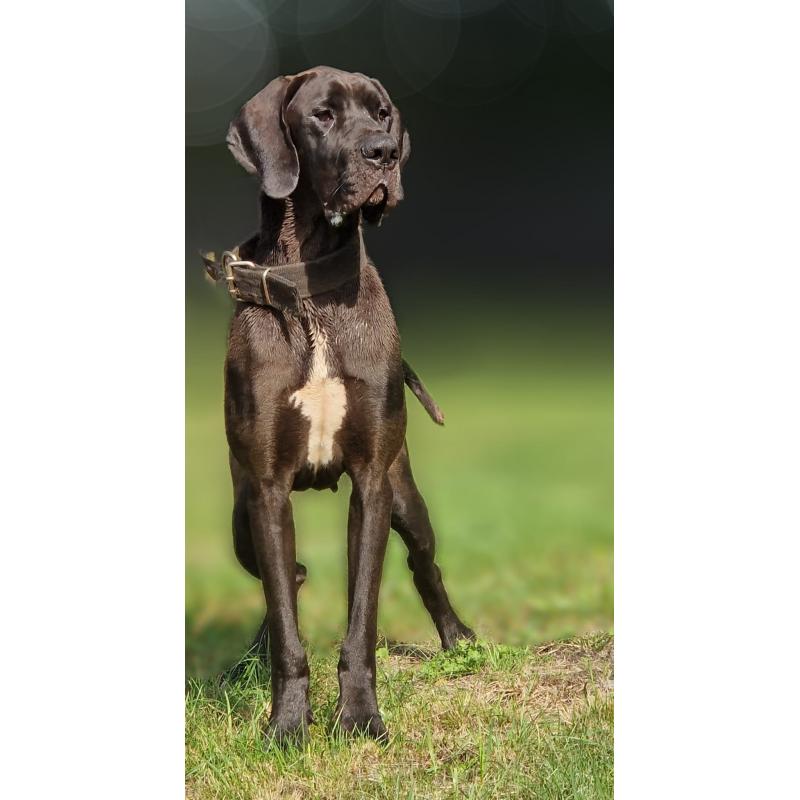 Duitse Doggen pups