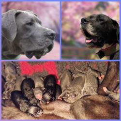 Duitse Doggen pups