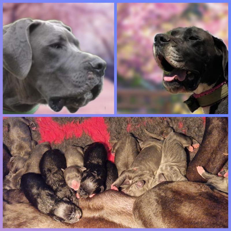 Duitse Doggen pups