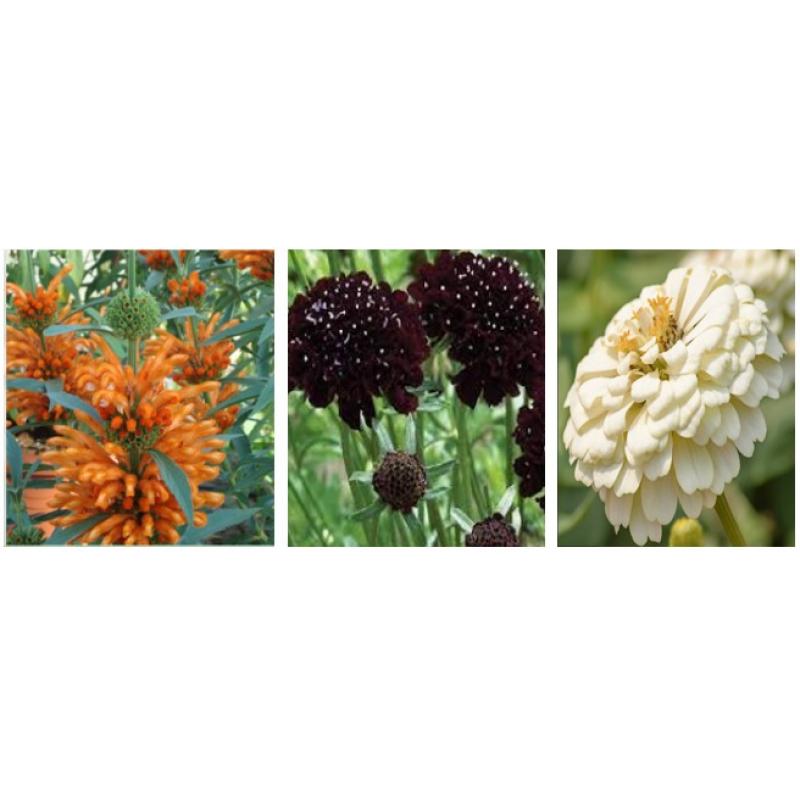 100 soorten zaden te koop, vaste en eenjarige planten, 75 cent per zakje