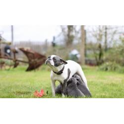 5 Blauw Franse Bulldog pups.