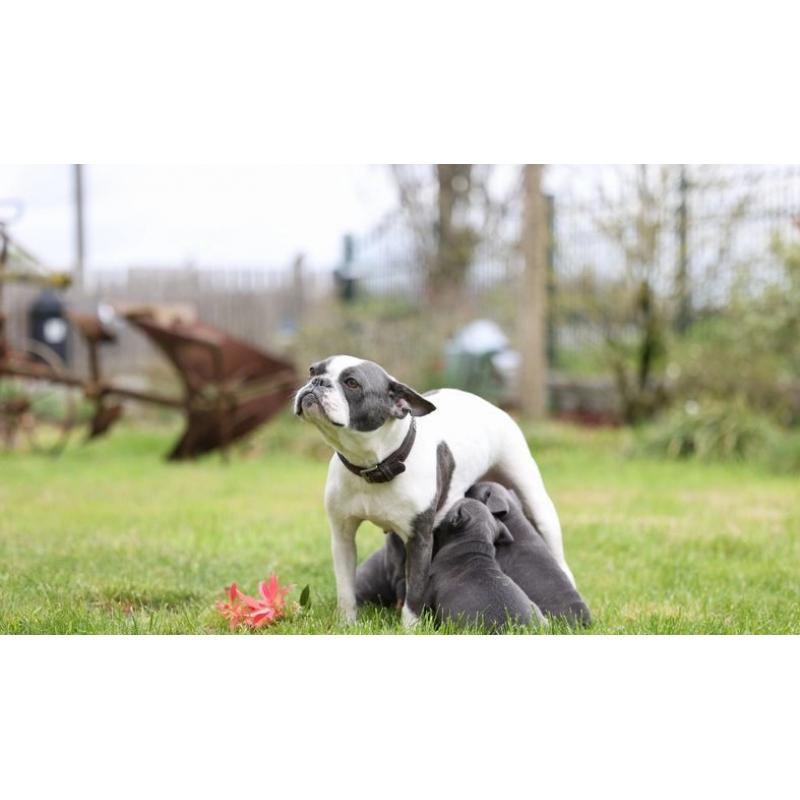 5 Blauw Franse Bulldog pups.