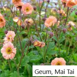 100 soorten zaden te koop, vaste en eenjarige planten, 75 cent per zakje