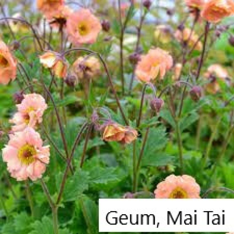 100 soorten zaden te koop, vaste en eenjarige planten, 75 cent per zakje