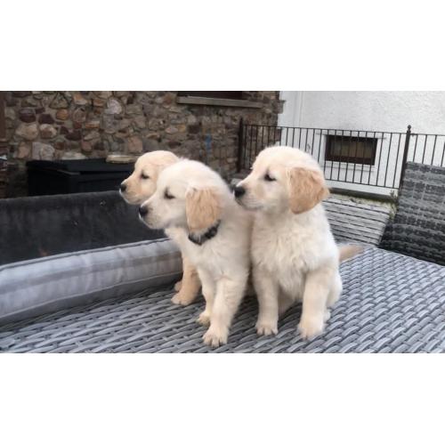 Golden retriever-puppy's