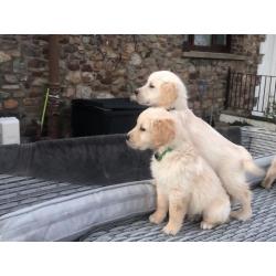 Golden retriever-puppy's