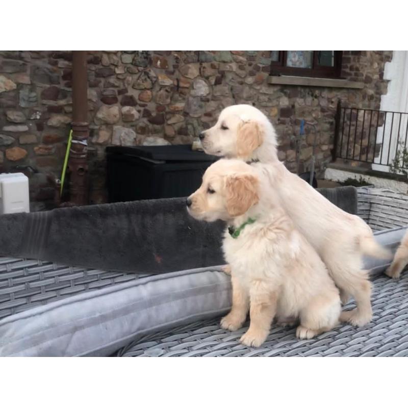 Golden retriever-puppy's