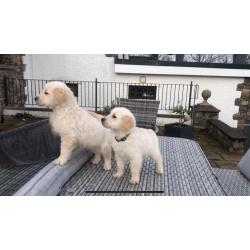 Golden retriever-puppy's