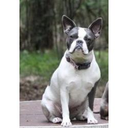 5 Blauw Franse Bulldog pups.