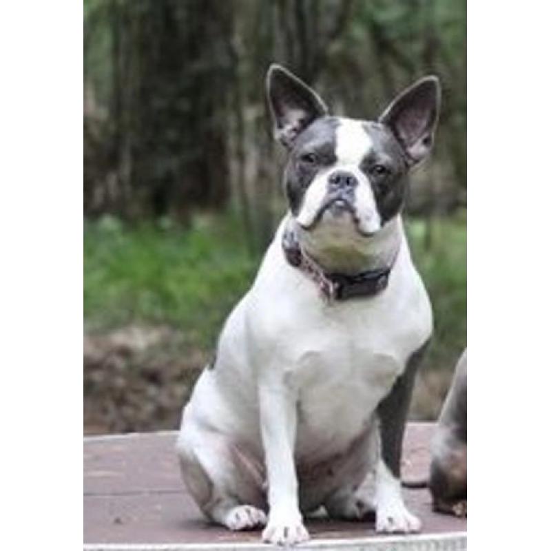 5 Blauw Franse Bulldog pups.